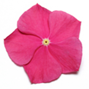 Vinca pacifica raspberry XP