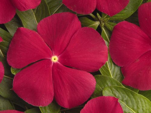 Vinca pacifica really red XP