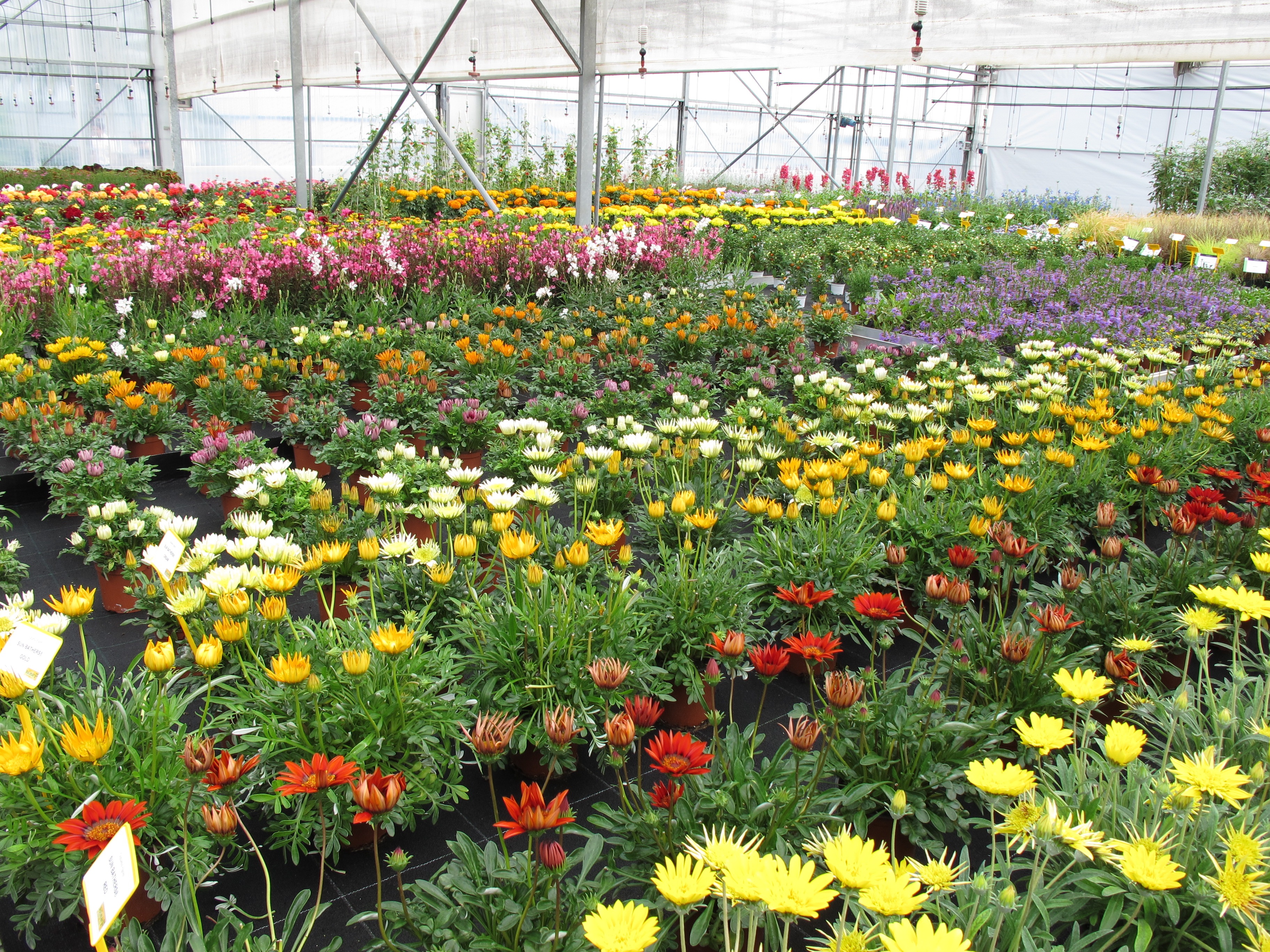 Vivero Planteles Lloveras